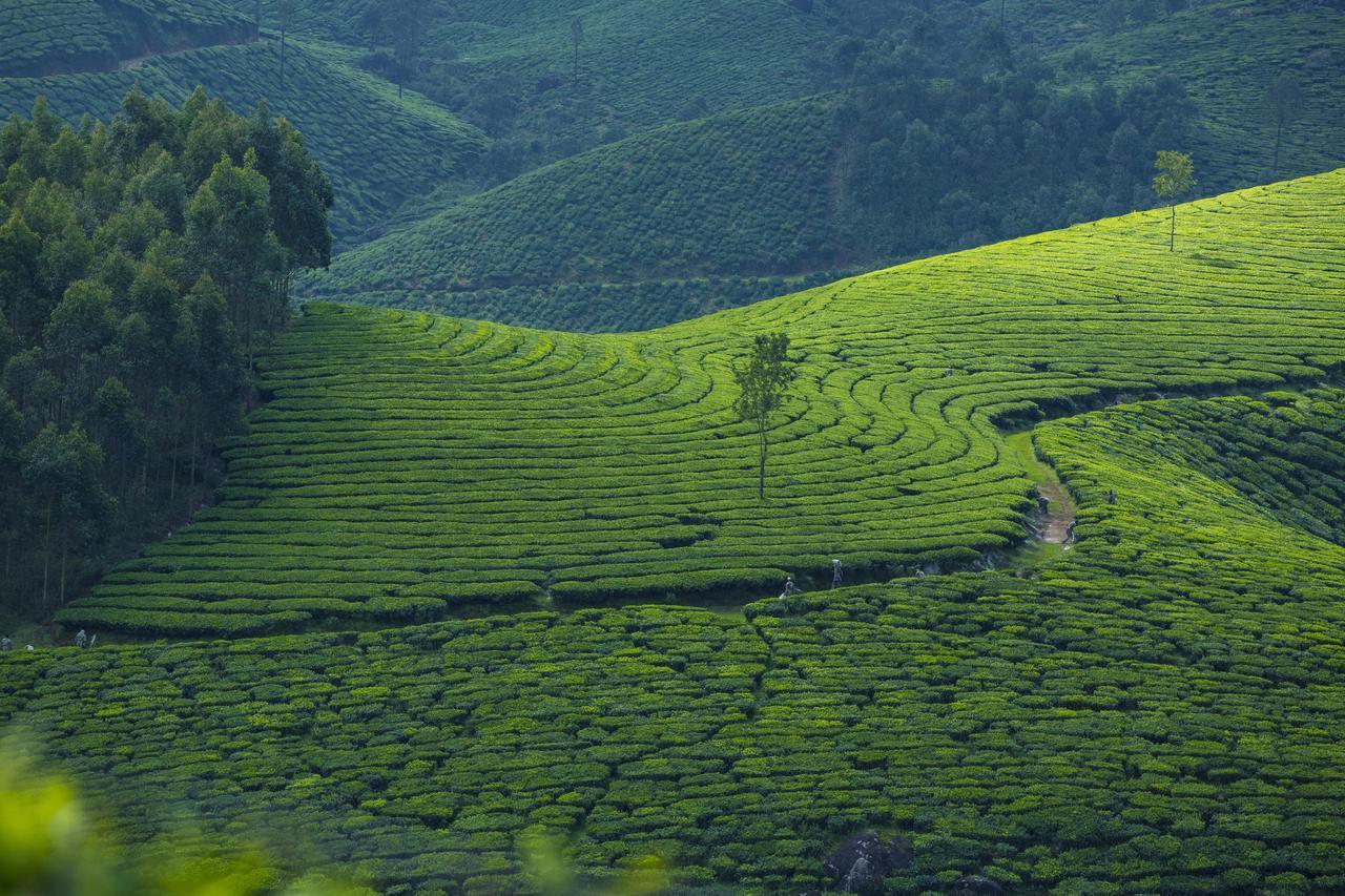 Mount View Munnar Otel Dış mekan fotoğraf